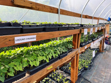 Load image into Gallery viewer, Plant Start Membership