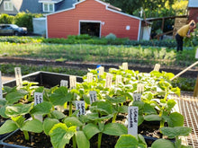 Load image into Gallery viewer, Plant Start Membership