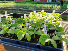 Load image into Gallery viewer, Plant Start Membership