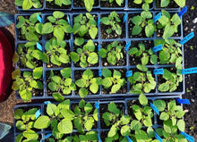 Load image into Gallery viewer, Plant Start Membership