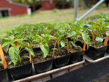 Load image into Gallery viewer, Plant Start Membership