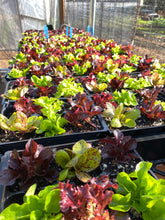 Load image into Gallery viewer, Plant Start Membership