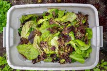 Load image into Gallery viewer, 2025 CSA Shares