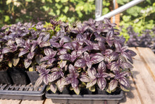 Load image into Gallery viewer, Plant Start Membership