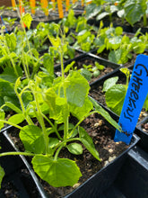 Load image into Gallery viewer, Plant Start Membership