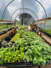 Load image into Gallery viewer, Garden Start CSA Subscription- SOLD OUT!
