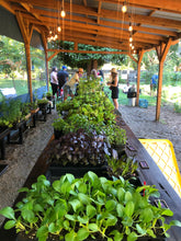 Load image into Gallery viewer, Garden Start CSA Subscription- SOLD OUT!
